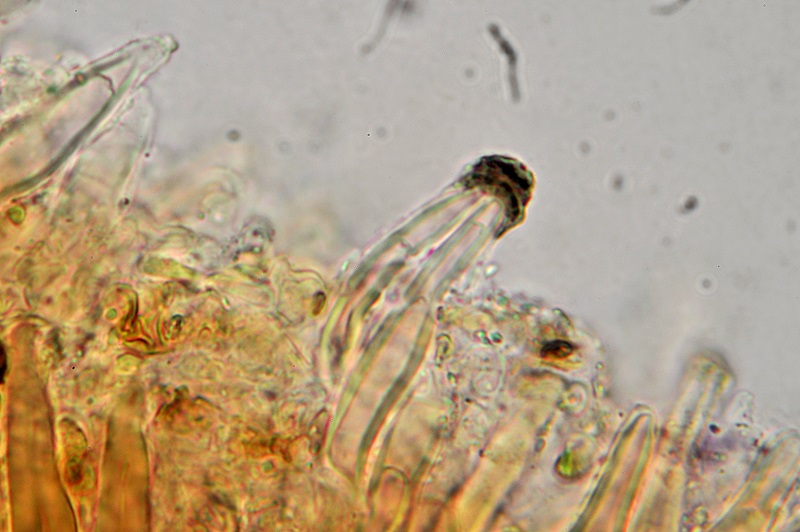 Peniophora... non... Peniophora! (Porostereum spadiceum)